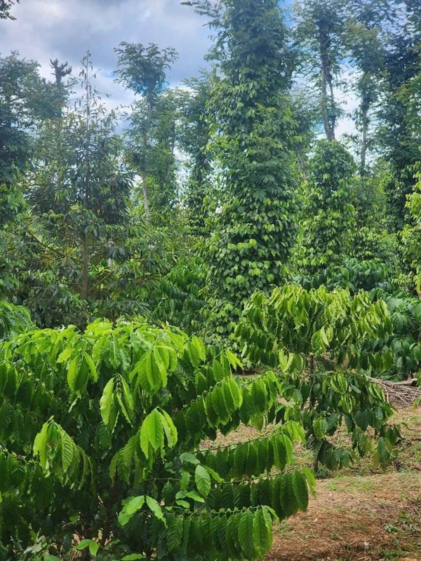 Bán lô đất góc 2 mặt tiền 22x48m giá 730 triệu tại Buôn Bông, Phường Ea Kao, Đắk Lắk