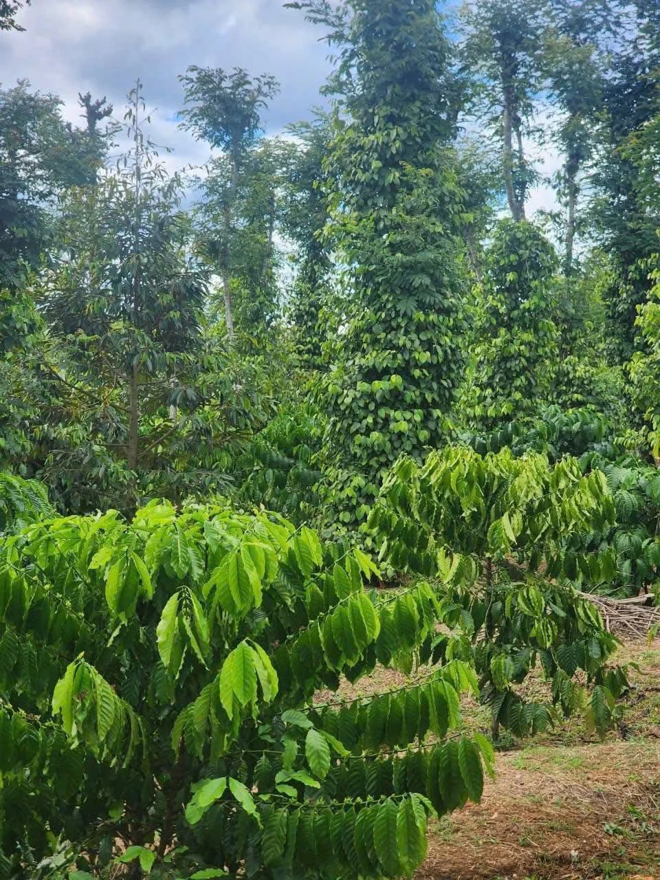 Bán lô đất góc 2 mặt tiền 22x48m giá 730 triệu tại Buôn Bông, Phường Ea Kao, Đắk Lắk - Ảnh 1
