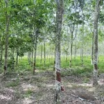 Bán đất cao su khai thác 10.000m² Bình Dương 2 tỷ 9 - Ảnh thu nhỏ 3