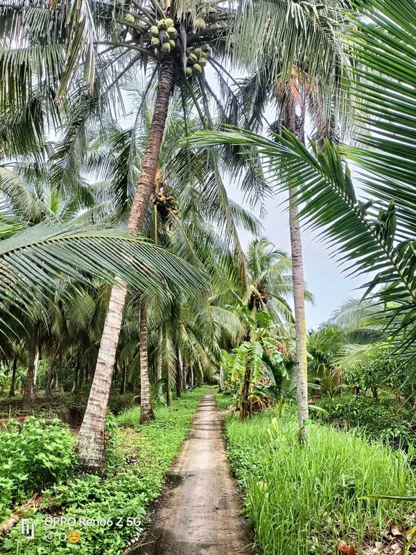 Bán đất 4 công Bến Tre, giá 510 triệu/công