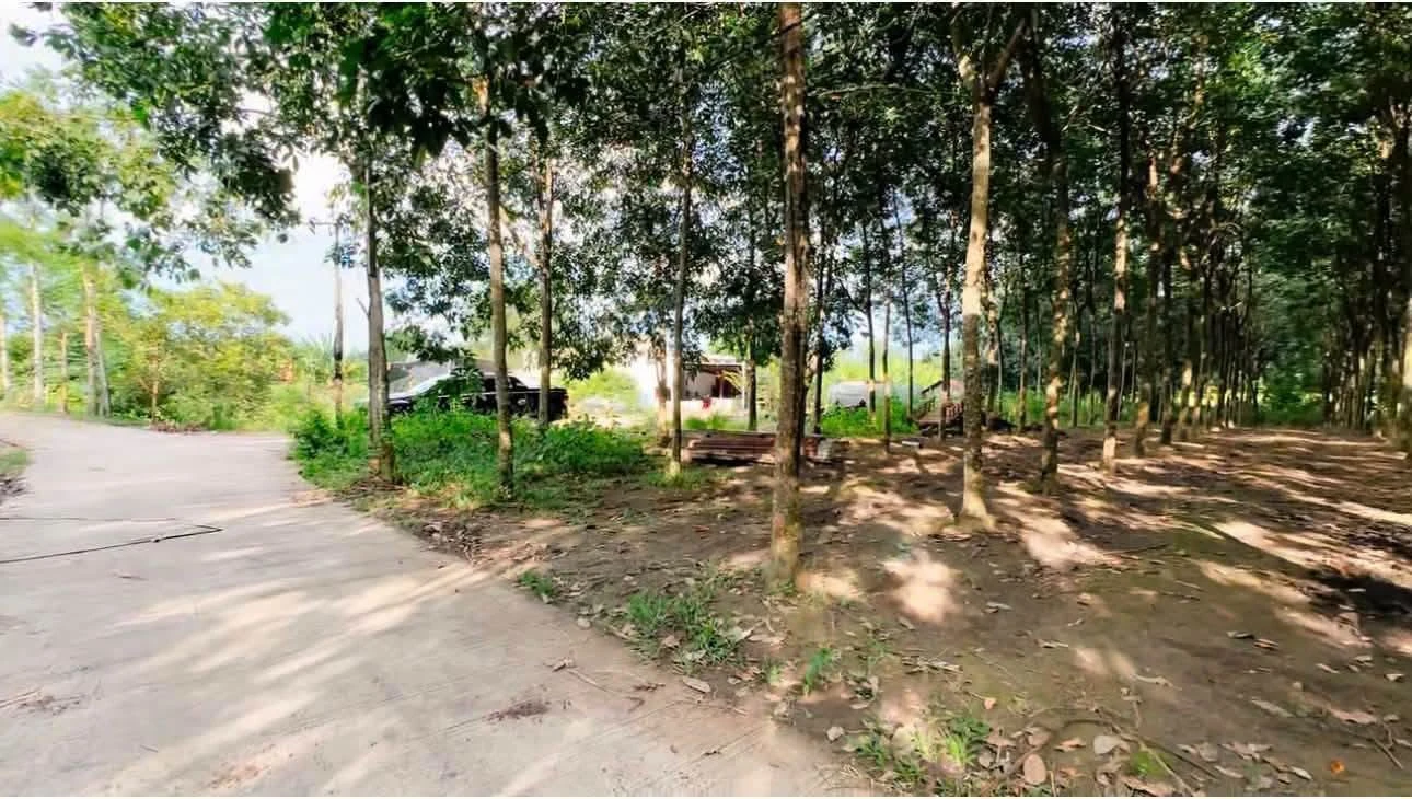 Bán vườn cao su 4973,7m2 Xã Tân Tiến Bình Phước - Ảnh 1
