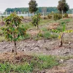 Bán đất vườn sầu riêng 2.248m2 Phú An 3 tỷ 100 - Ảnh thu nhỏ 3