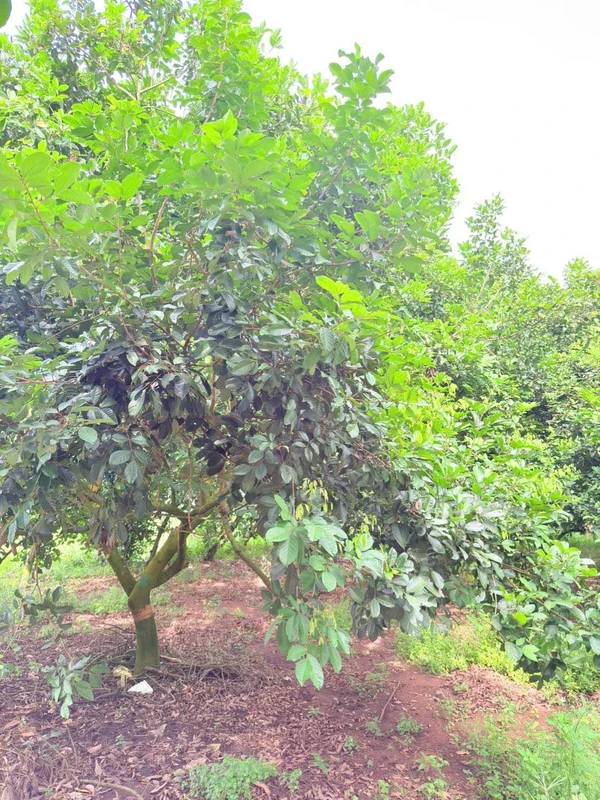 Bán đất vườn cây 500m² 2 mặt tiền Bình Lộc 890 triệu