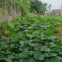 Đất giữa thị trấn Kép, Lạng Giang. 638m2 - Full thổ cư. Giá 3,5 tỷ - Ảnh thu nhỏ 11