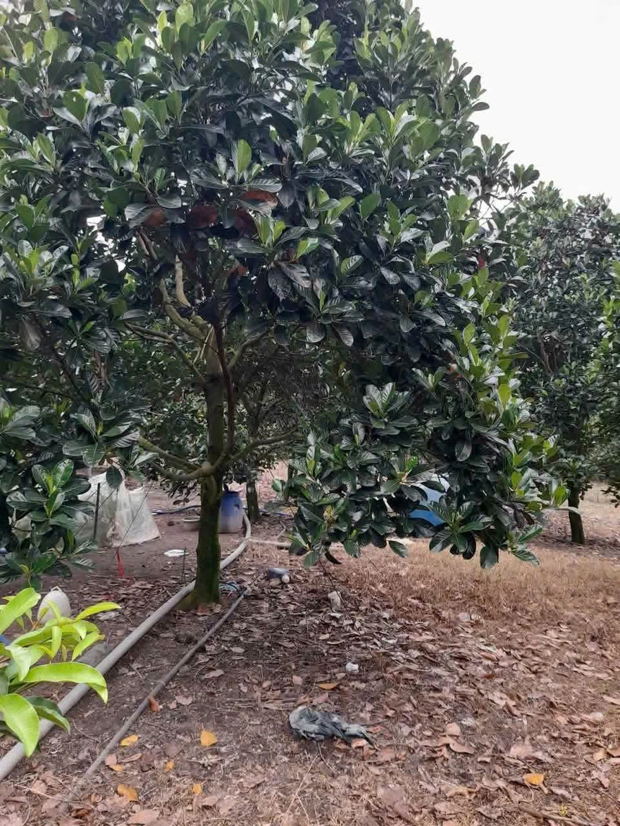 Bán đất mặt tiền 13.000m² vườn mít Xuân Lộc Đồng Nai - Ảnh thu nhỏ 4