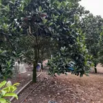 Bán đất mặt tiền 13.000m² vườn mít Xuân Lộc Đồng Nai - Ảnh thu nhỏ 4
