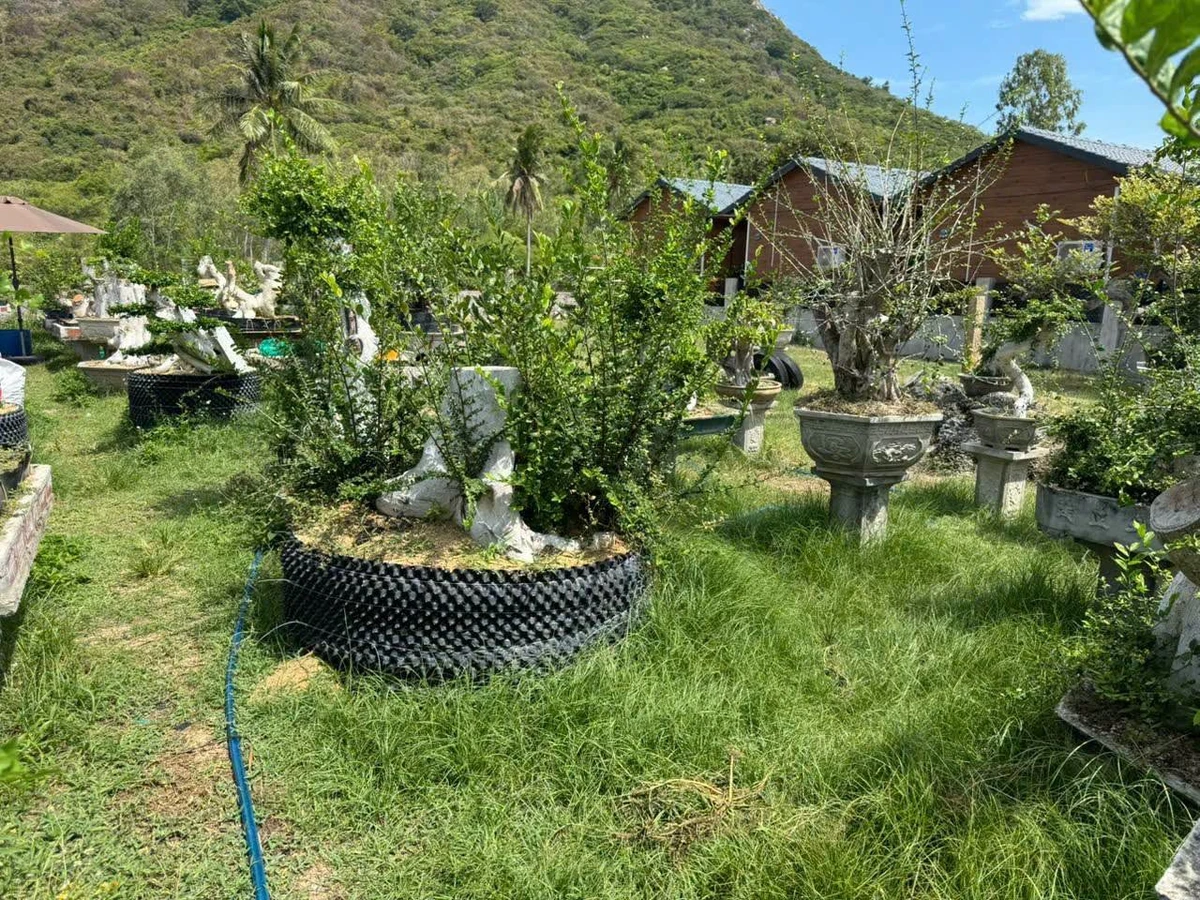 Bán lô đất thổ cư Ninh Vân 244 m², cách biển 240m - Ảnh thu nhỏ 3