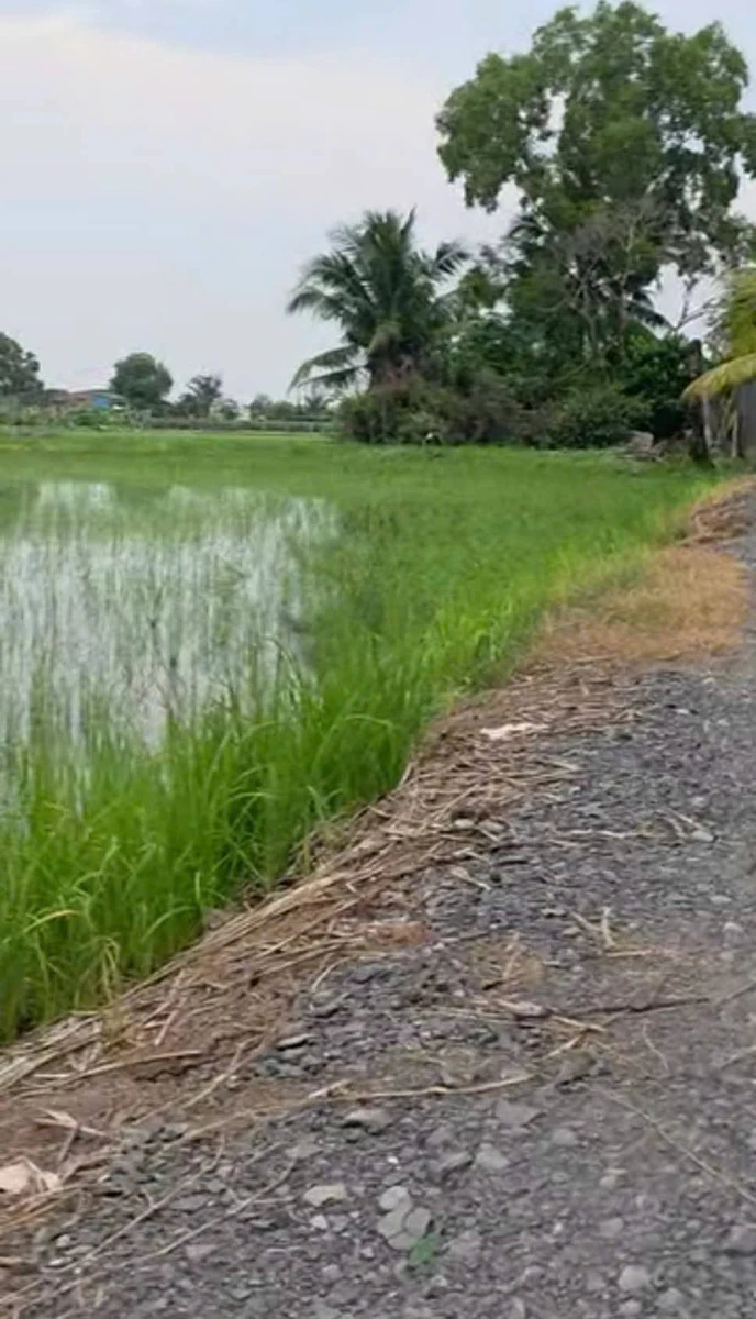 Bán đất lúa 1800m² Xã Nhựt Tảo Tây Ninh 520 triệu - Ảnh thu nhỏ 3