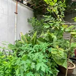 Bán nhà phố Nha Trang 153m2 giá 5,5 tỷ - Ảnh thu nhỏ 2