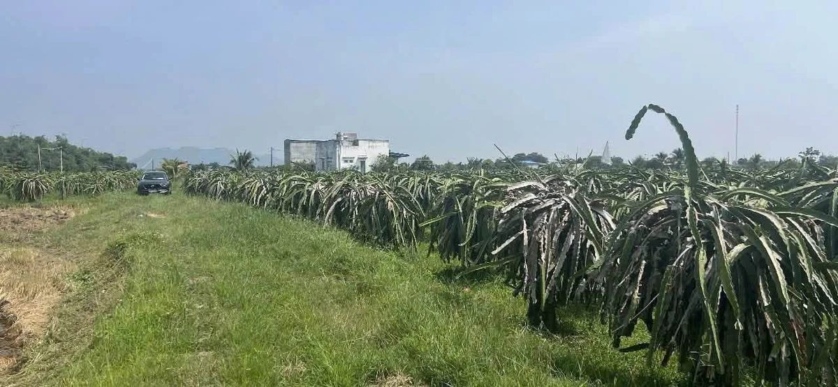 Bán đất 1804,8m² thổ cư Hàm Liêm Nhà Bè - Ảnh thu nhỏ 2