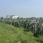 Bán đất 1804,8m² thổ cư Hàm Liêm Nhà Bè - Ảnh thu nhỏ 2