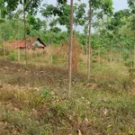 Bán đất cao su 2.2 hecta Thuận Lợi, Bình Phước 2.6 tỷ - Ảnh thu nhỏ 4