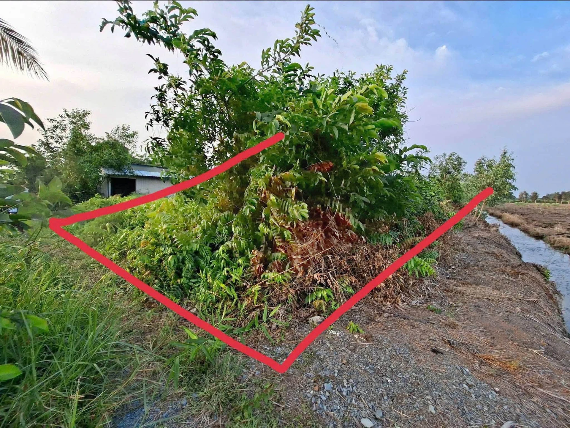 Bán 1200m2 đất vườn ấp 3 Tân Thành, Thủ Thừa, Long An giá 550 triệu - Ảnh 1
