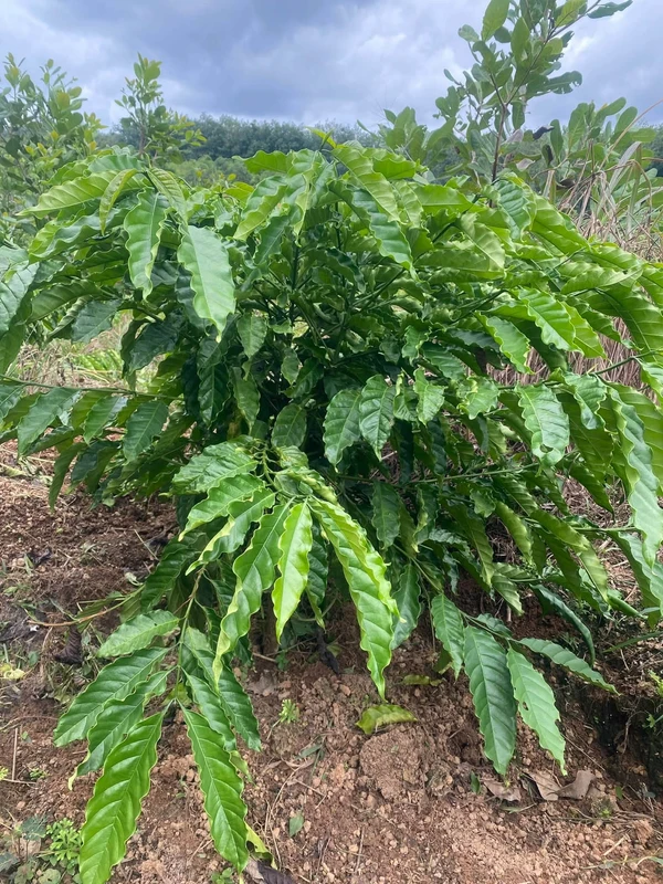 Bán 1,2 ha đất mặt đường nhựa có 100m thổ cư tại Phú Trung, Phú Riềng, Bình Phước