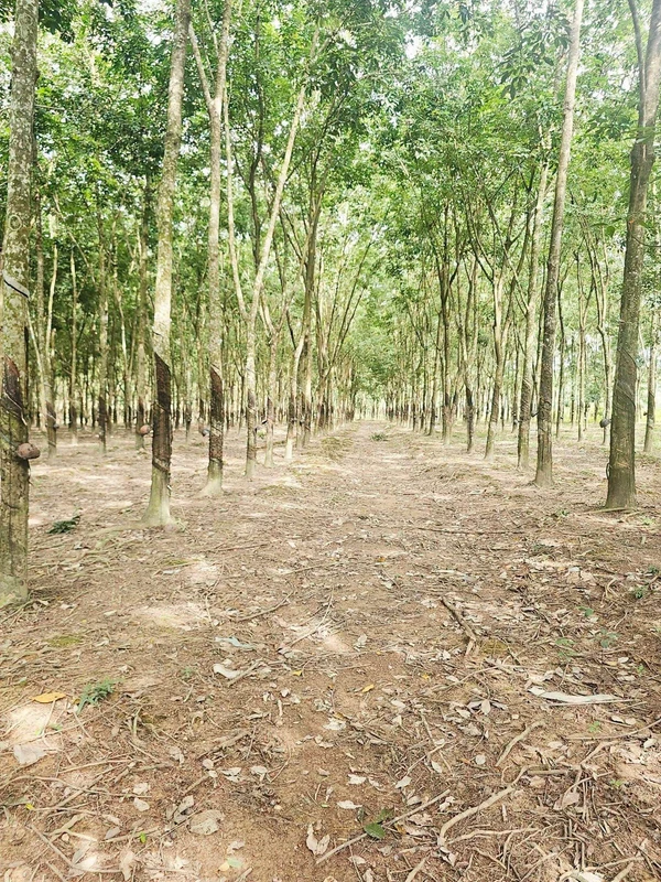 Bán 2.4 ha đất cao su Tân Lợi Đồng Nai, 6 tỷ