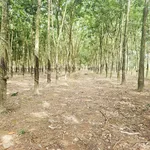 Bán 2.4 ha đất cao su Tân Lợi Đồng Nai, 6 tỷ - Ảnh thu nhỏ 1
