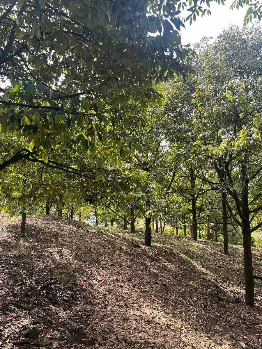 Bán vườn sầu riêng 12 năm, 12.854m², Phú Lâm, Đồng Nai - Ảnh thu nhỏ 2