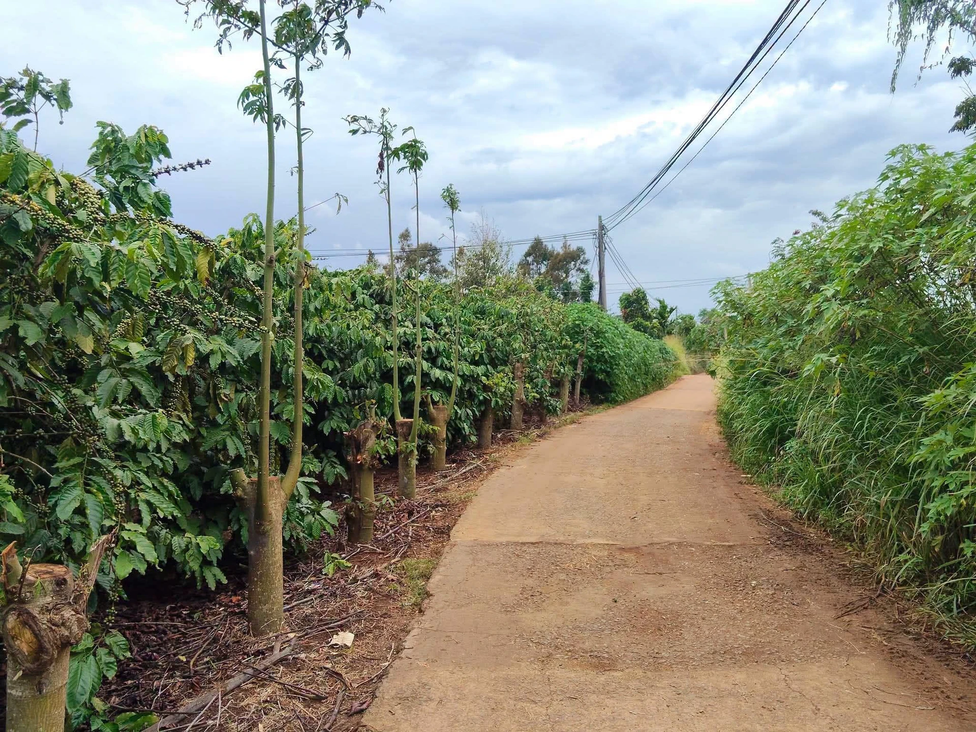 Bán đất thổ cư 10x40 (400m²) ở An Lâm, Lâm Đồng 800 triệu - Ảnh 1