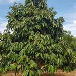 Bán đất vườn 1.170m² giá 1 tỷ 350 triệu gần Phạm Ngũ Lão - Ảnh thu nhỏ 5