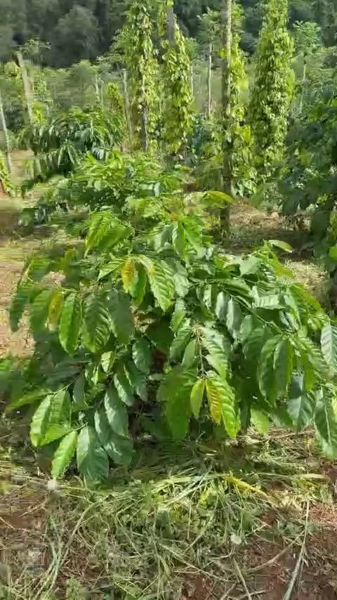 Bán lô vườn 1,4ha Xã Trường Xuân Lâm Đồng 900 triệu - Ảnh 1