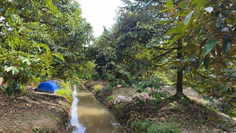 Bán 11 công đất trồng sầu riêng Cần Thơ, 400 triệu/1000m2