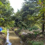 Bán 11 công đất trồng sầu riêng Cần Thơ, 400 triệu/1000m2 - Ảnh thu nhỏ 1