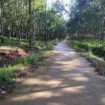 Bán đất Tân Phước Đồng Phú 1.6ha, 1.8 triệu/m2 - Ảnh thu nhỏ 1