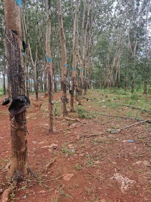 Bán 9 hecta đất trồng mít và cao su tại Đồng Nai