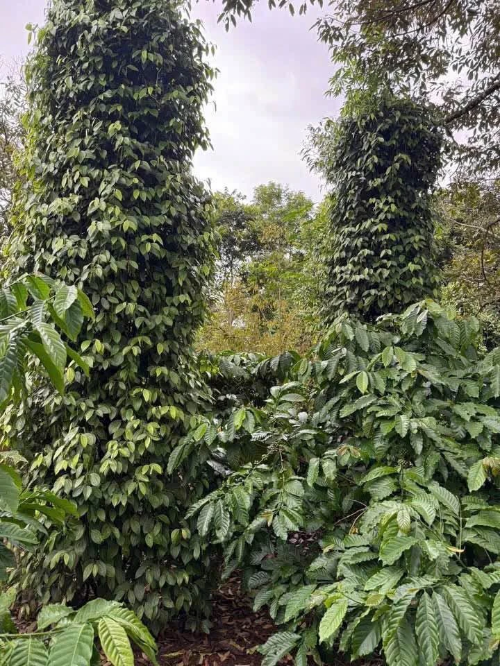 Bán 1,1 ha đất sầu riêng cafe ở Buôn Ma Thuột - Ảnh thu nhỏ 5