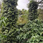 Bán 1,1 ha đất sầu riêng cafe ở Buôn Ma Thuột - Ảnh thu nhỏ 5