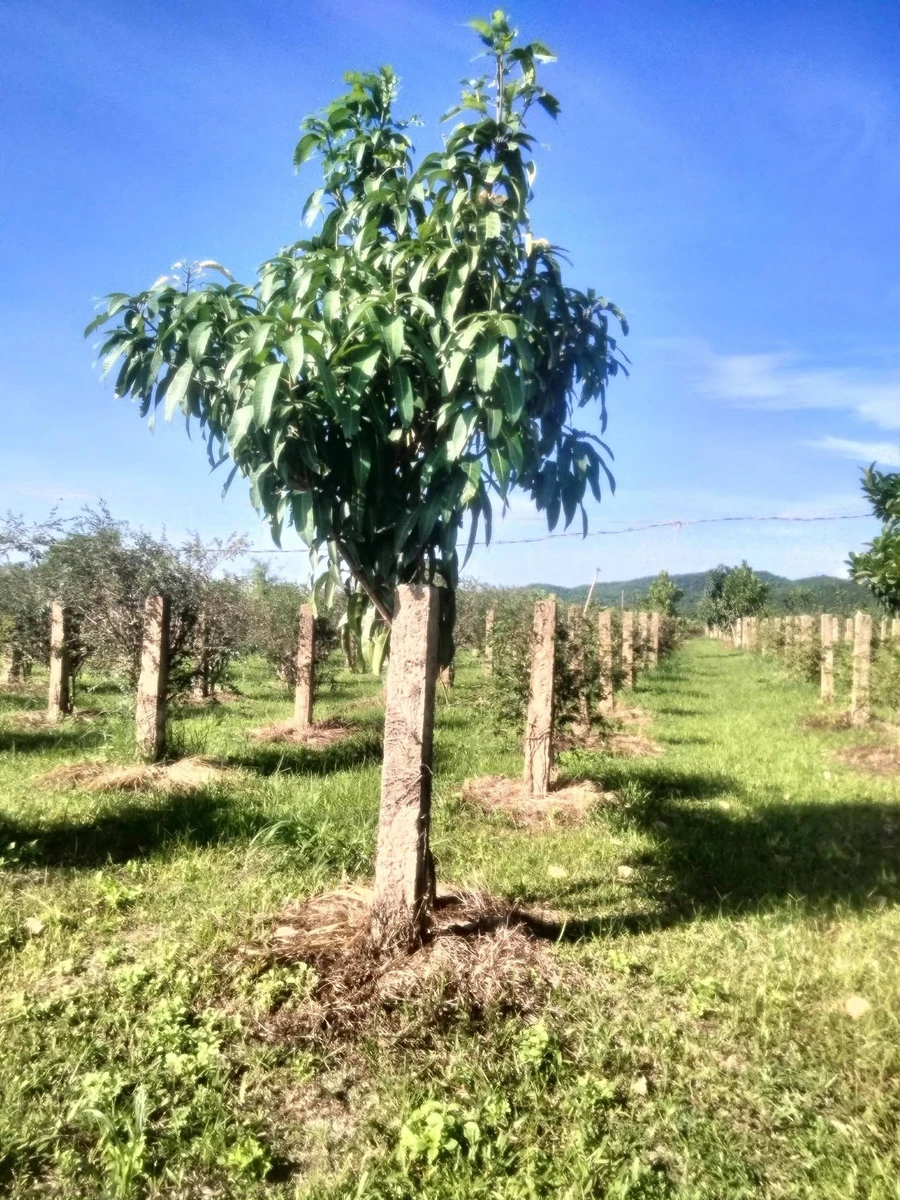Bán lô đất CLN 6000m² Hàm Thuận Bắc, giá 1.6 tỷ - Ảnh thu nhỏ 2