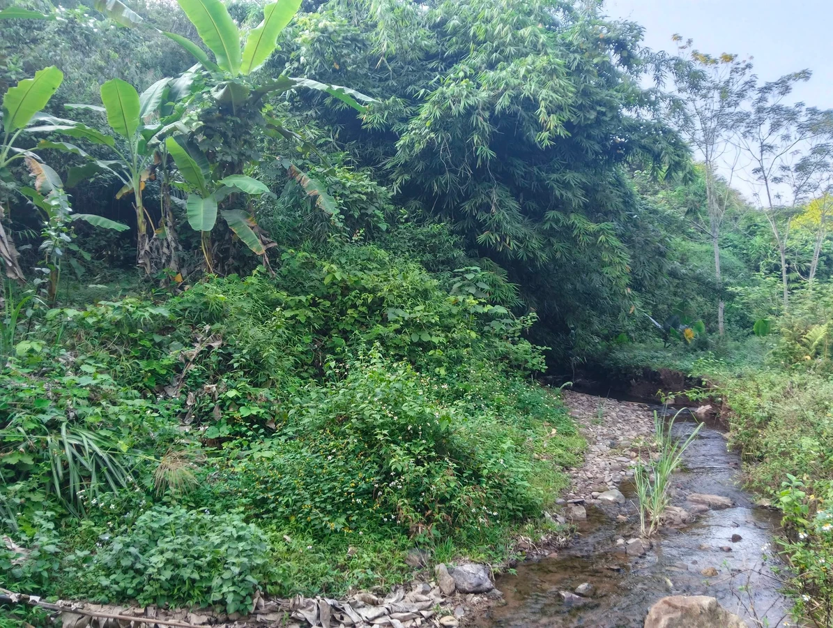 Bán 5ha đất rừng sản xuất Kỳ Sơn, Hòa Bình, giá nhỉnh hơn tỷ - Ảnh thu nhỏ 2