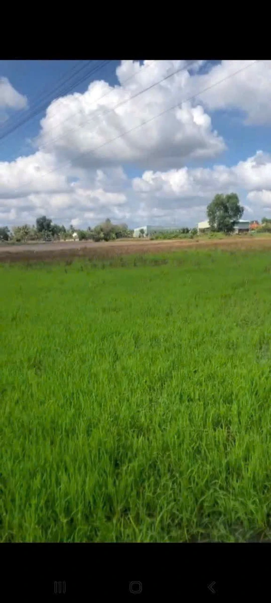 Bán đất lúa mặt tiền 2000m² Thủ Thừa Long An 2,1 tỷ - Ảnh thu nhỏ 3