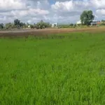 Bán đất lúa mặt tiền 2000m² Thủ Thừa Long An 2,1 tỷ - Ảnh thu nhỏ 3