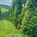 Bán 7 sào đất tiêu Đắk Nông 1.1 tỷ - Ảnh thu nhỏ 2