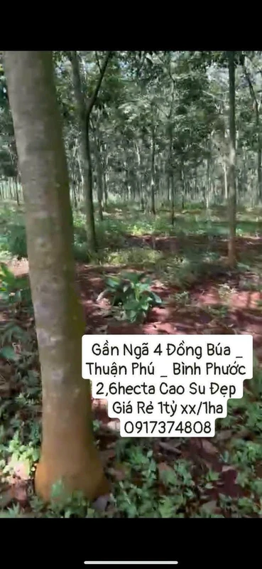 Bán 2,6 hecta cao su Thuận Phú, Bình Phước