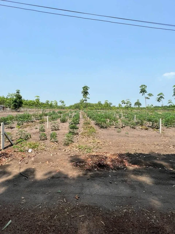 Bán đất sào 1000m² giá 299 triệu Chơn Thành