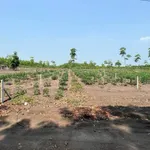Bán đất sào 1000m² giá 299 triệu Chơn Thành - Ảnh thu nhỏ 1