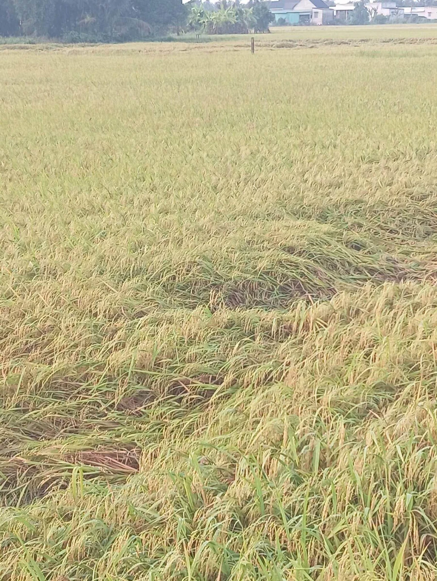 Bán lô đất thổ cư 2000m2 Thủ Thừa Long An - Ảnh thu nhỏ 3