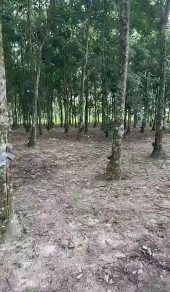 Bán 1,7 ha đất Phường An Lộc, Đà Nẵng, 1 tỷ 970 triệu - Ảnh 1