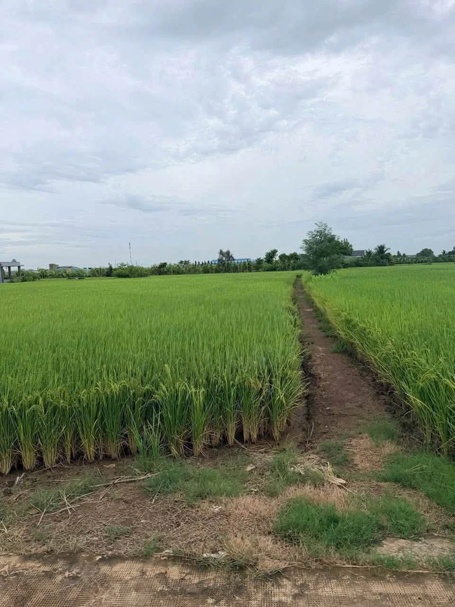 Bán 2000m² đất lúa Mỹ Bình, Tân Trụ, Long An - Ảnh thu nhỏ 4