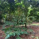 Bán đất vườn 500m² Bảo Vinh, Đồng Nai 595 triệu - Ảnh thu nhỏ 4