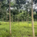 Bán đất 1 hectare cao su Thanh An Hóc Môn 1,5 tỷ - Ảnh thu nhỏ 1
