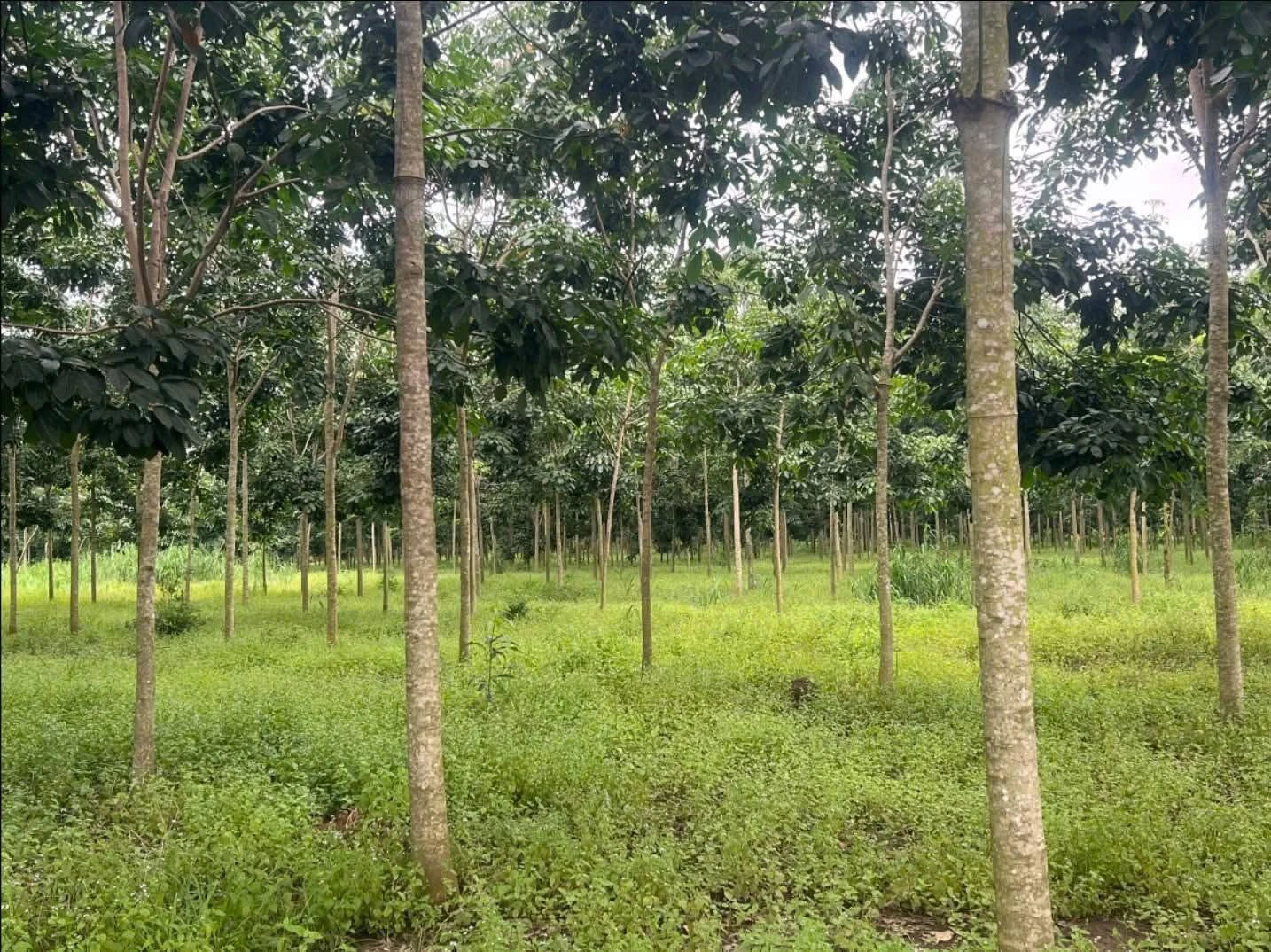 Bán đất 1 hectare cao su Thanh An Hóc Môn 1,5 tỷ - Ảnh 1