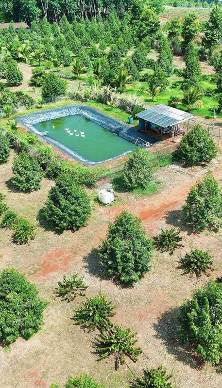 Bán 3,8ha đất vườn sầu riêng, cà phê tại Nghĩa Trung, Bình Phước giá 12 tỷ