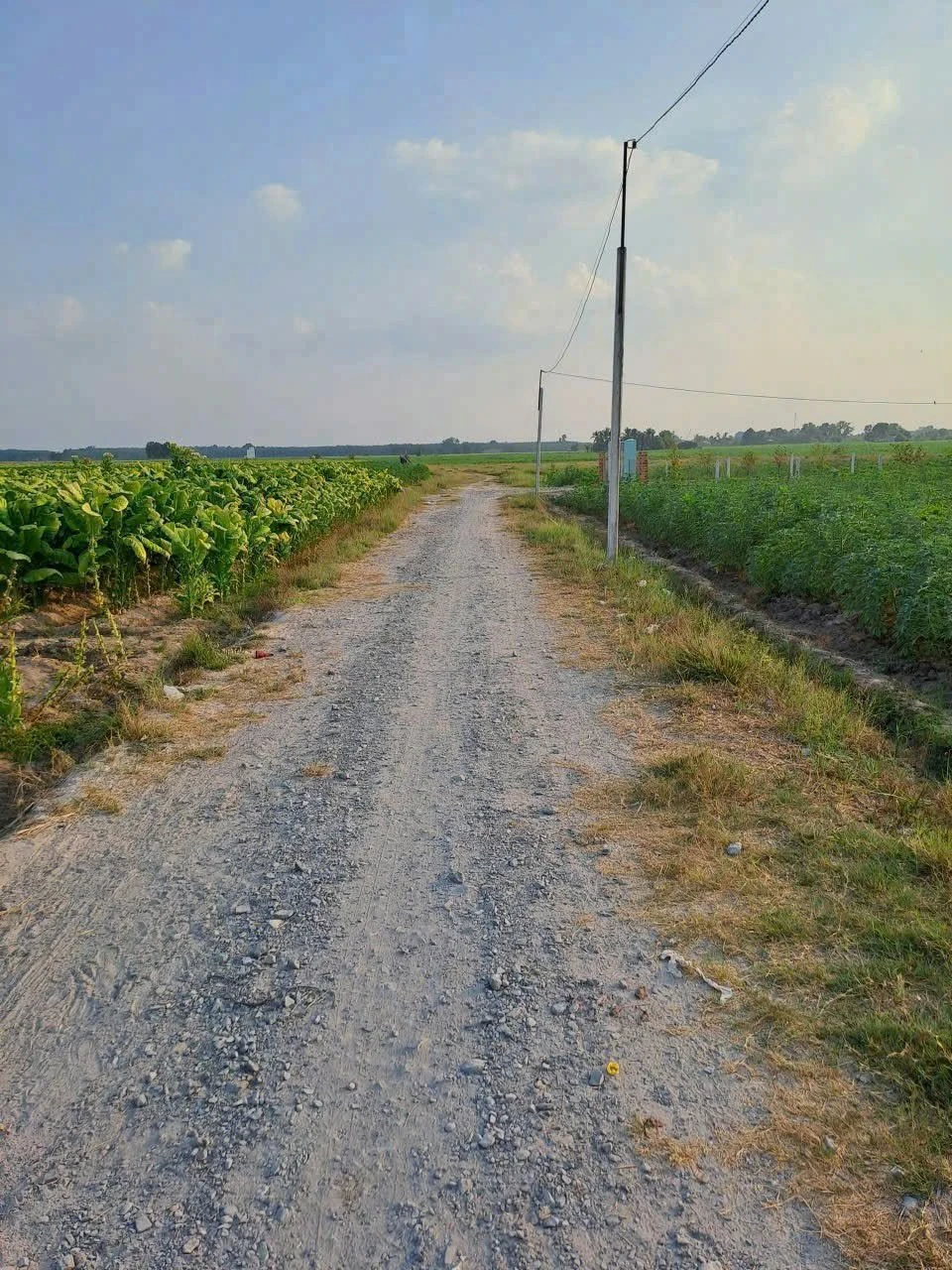 Bán đất 1 công (1000m²) giá 250 triệu Tây Ninh - Ảnh 1