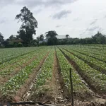 Bán đất cây lâu năm tại Cồn Bà Hoà Xã Bình Thạnh Huyện Châu Thành AG - Ảnh thu nhỏ 10