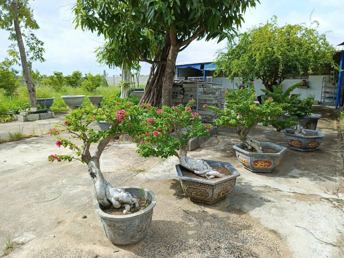 Bán nhà vườn 977m² Xã Hàm Liêm, Lâm Đồng 950 triệu - Ảnh thu nhỏ 3