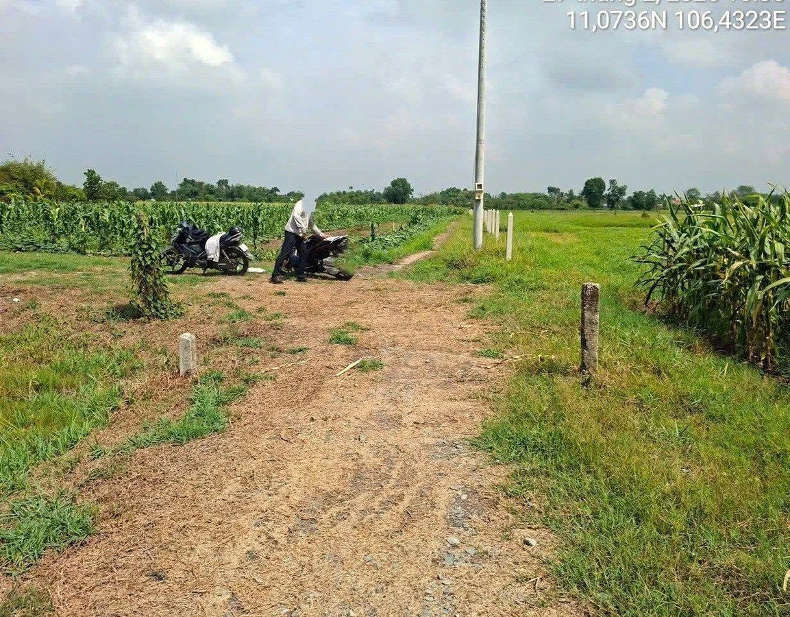 Bán 4 lô đất liền kề 7.514,7 m² Trung Lập Thượng, Củ Chi - Ảnh 1