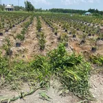 Bán Đất tại xã Thạnh Lợi, 2,4 tỷ, 1139 m2, 15,3m x56m gần chợ Thạnh Lợi , đất CHN chuyển thổ được. - Ảnh thu nhỏ 5